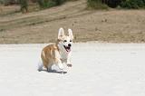 CORGI PEMBROKE 210